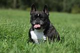 BOULEDOGUE FRANCAIS 720